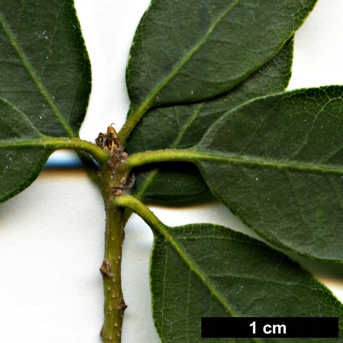 High resolution image: Family: Fagaceae - Genus: Quercus - Taxon: vacciniifolia